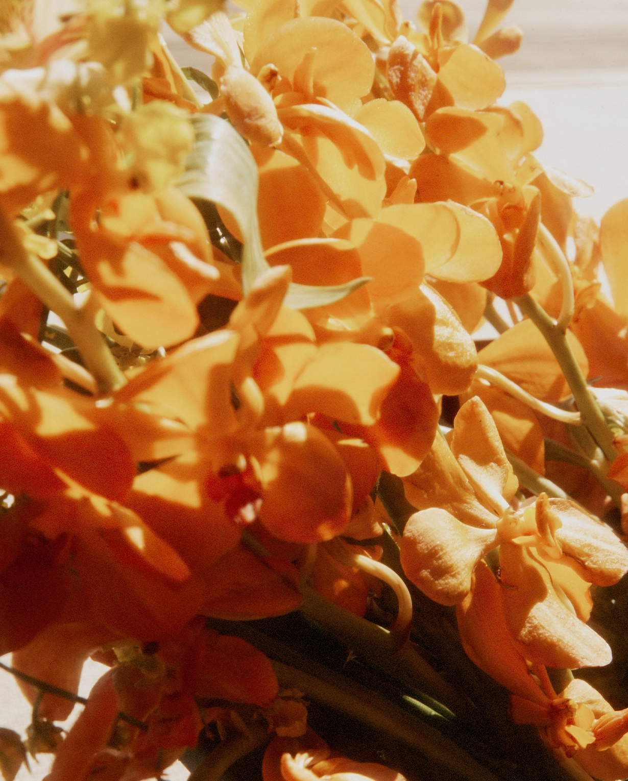 繊細な肌にも、ビタミンCケアのよろこびを。