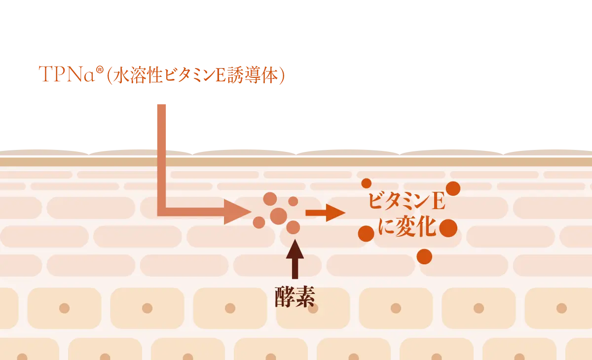 TPNa&reg;(水溶性ビタミンE誘導体)